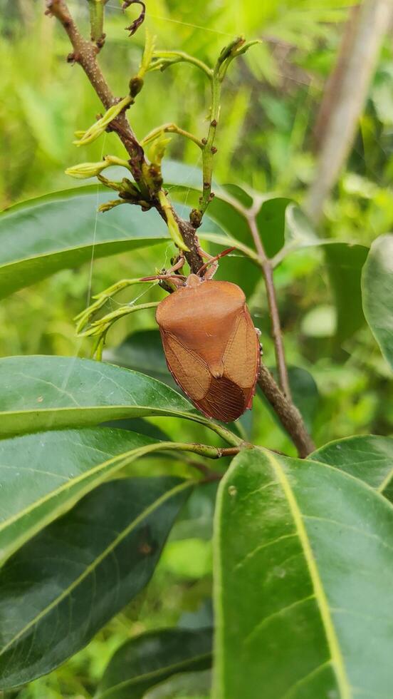 Stink Bug on a Leafy Branch photo