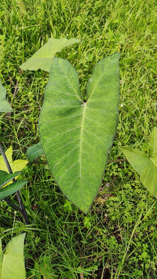 A close-up of a vibrant green taro leaf in a natural outdoor setting. photo