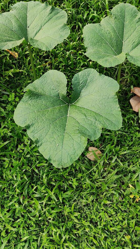Close-up shot of large green leaves in a garden. photo