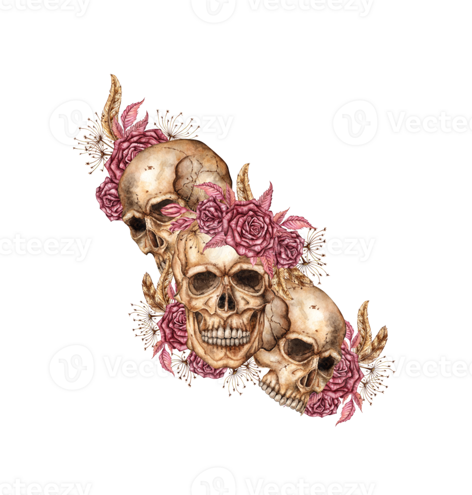 Human skull with dark red roses, dried flowers, feathers watercolor illustration. Bones in gothic style. Day of the Dead, Halloween, Dia de los muertos. Isolated from background. Triad, composition. png