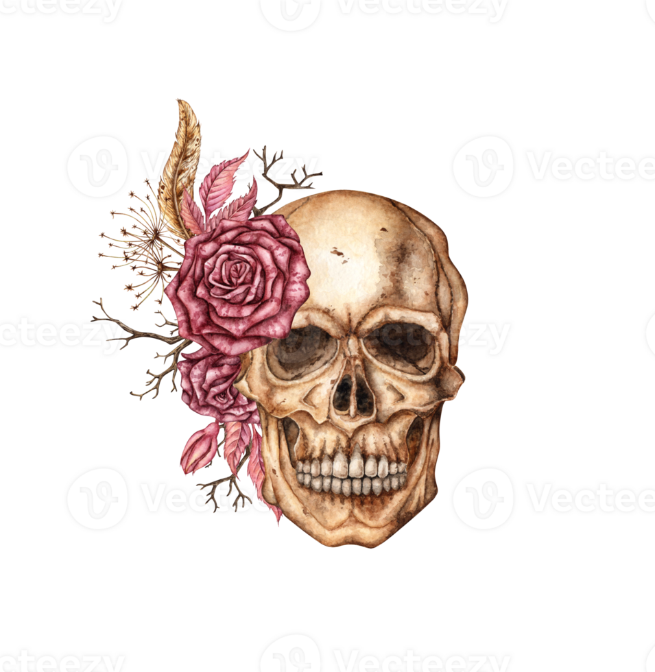 Human skull realistic front view with dark red roses and dried flowers watercolor illustration. Bones in gothic style. Day of the Dead, Halloween, Dia de los muertos. Isolated from background. png