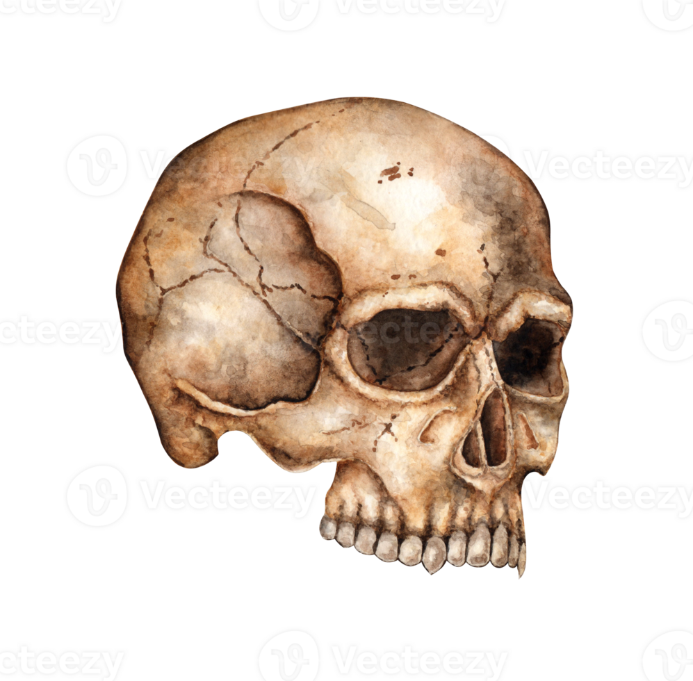 Skull human realistic profile watercolor illustration. Bones creepy, terrible. Day of the Dead, Halloween, Dia de los muertos. Isolated from background. Ideal for medical, educational png