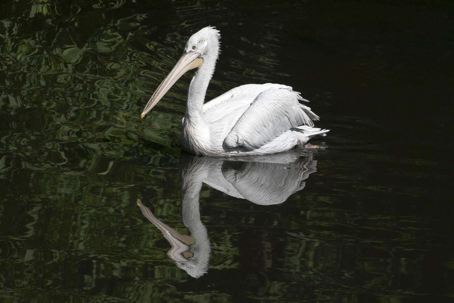 Swimming pelican on a lake with reflection photo