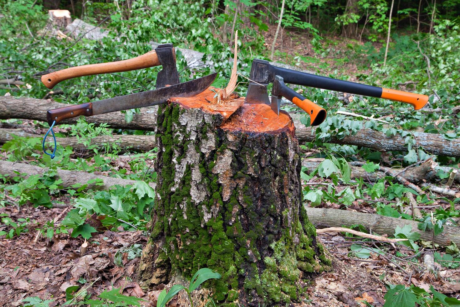 Several hatchets sticked in a tree stump photo