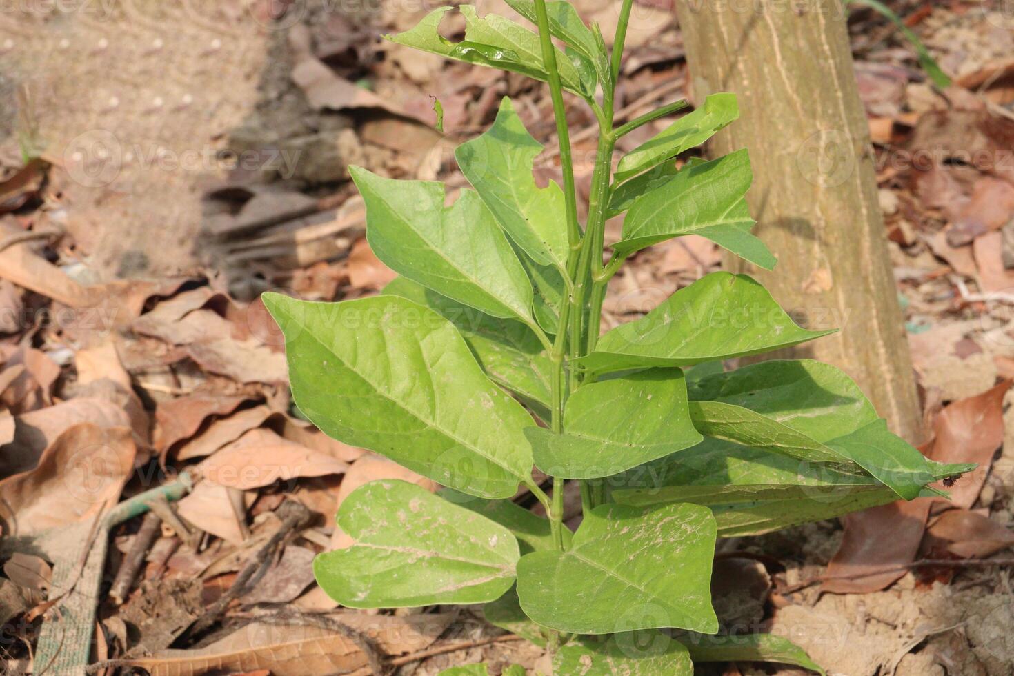 aganonerion flower plant on jungle photo