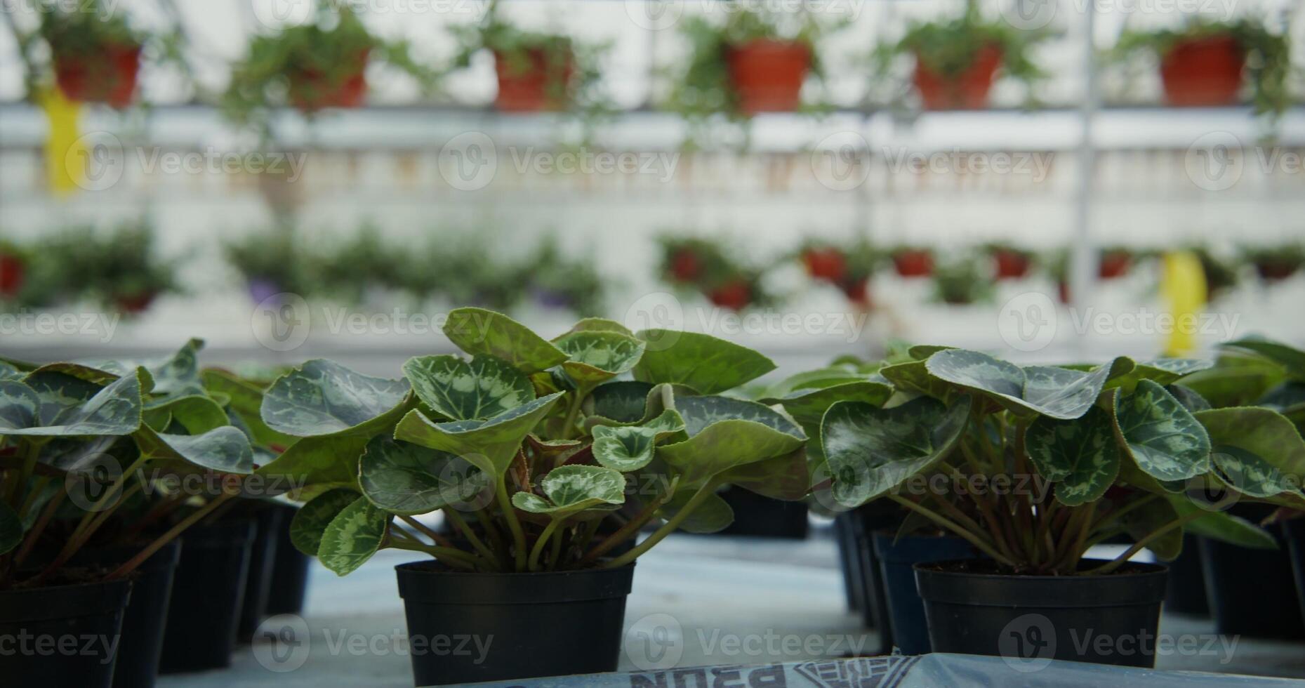 Pots with young plants in even rows are displayed on the table photo