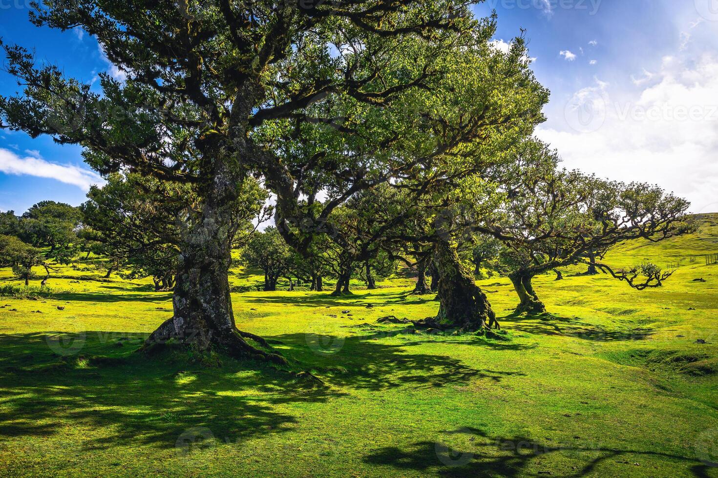 Majestic old laurel trees in the Fanal forest, Madeira island photo