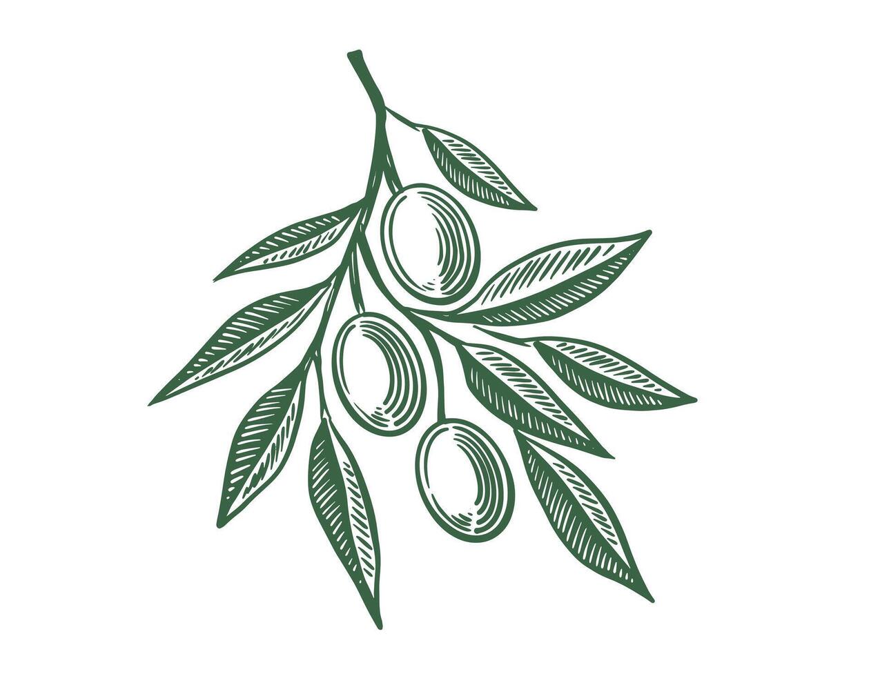 Olive branch sketch with olives and leaves. vector