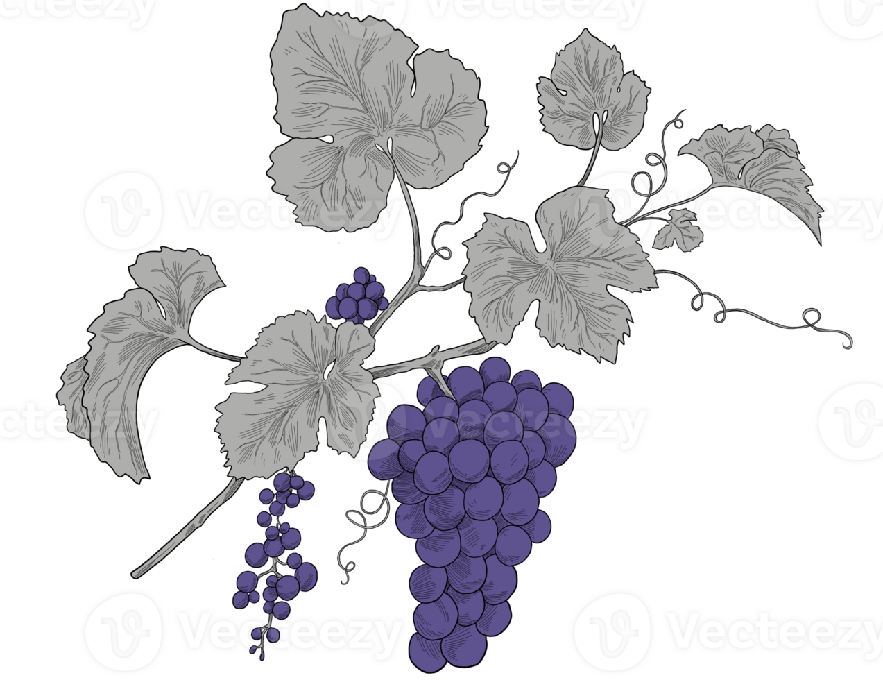 purple grapes bunch sketch illustration png