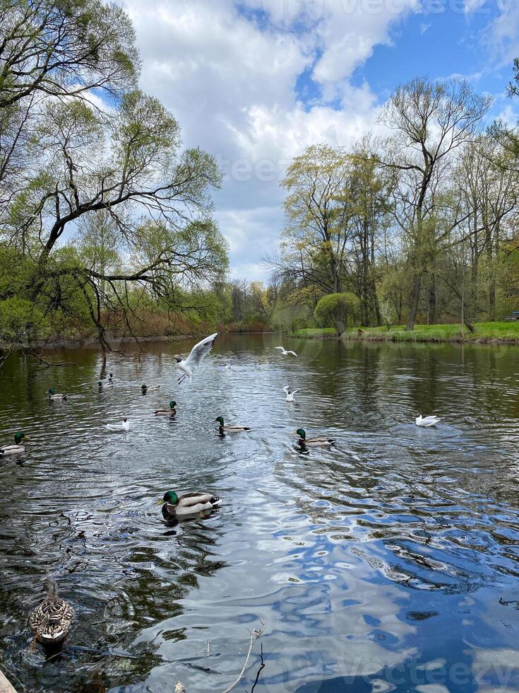 Ducks Swimming and Flying in a Serene Pond Surrounded by Lush Trees and a Cloudy Sky in Springtime photo
