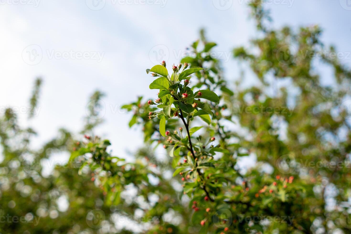 Fresh Green Leaves Growing on Branches Under a Blue Sky During a Sunny Day in a Garden or Park Setting photo