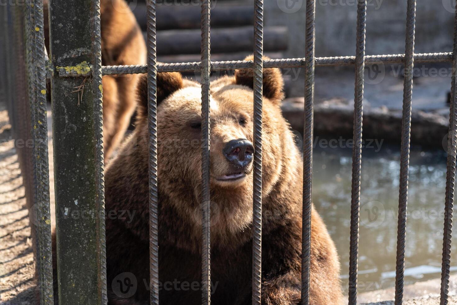 Close up of a Bear Observing Visitors in a Zoo Enclosure During a Sunny Afternoon photo