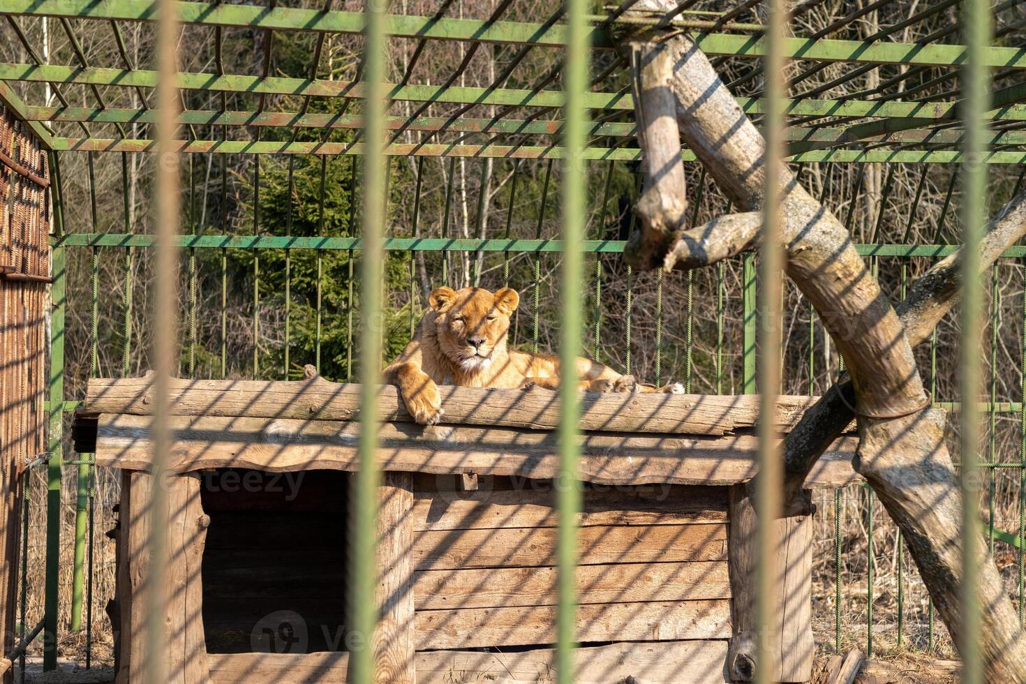 Lioness Resting in a Shaded Area at the Zoo During a Sunny Afternoon in Spring photo