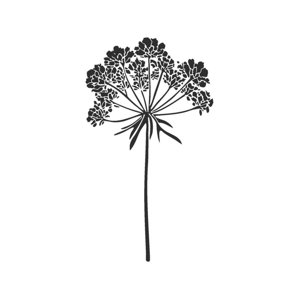 Silhouette Of Queen Anne'S Lace Flower Illustration. Botanical Elegance And Natural Beauty Isolated Illustration vector