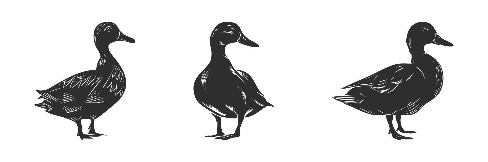 Duck Silhouettes Collection. Elegant Waterfowl Illustrations For Nature And Wildlife Design Projects. Isolated Illustration Collection vector