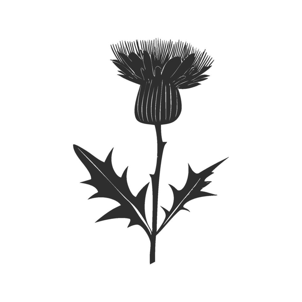 Thistle Flower Silhouette Illustration. Symbol Of Scotland And Resilience Isolated Illustration vector