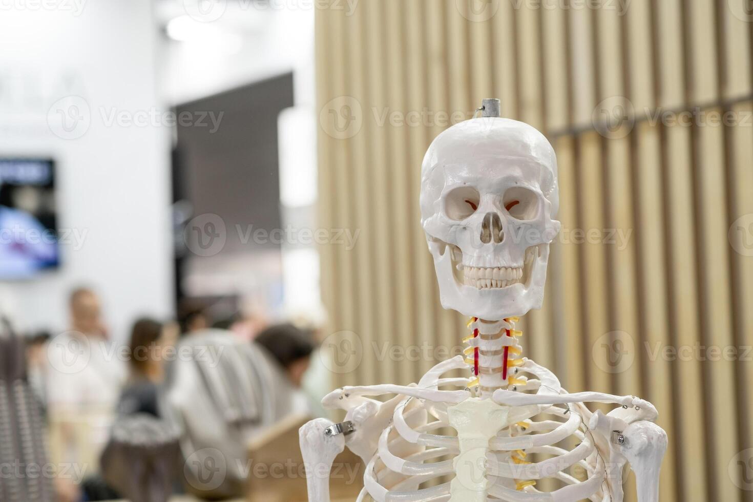 Human Skeleton Anatomical Model Displayed at Exhibit photo