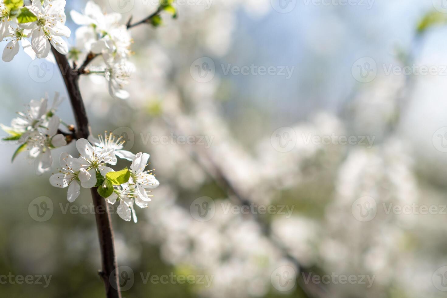 Discover the Beauty of Cherry Blossoms in Full Bloom at a Serene Location Under a Bright Blue Sky photo