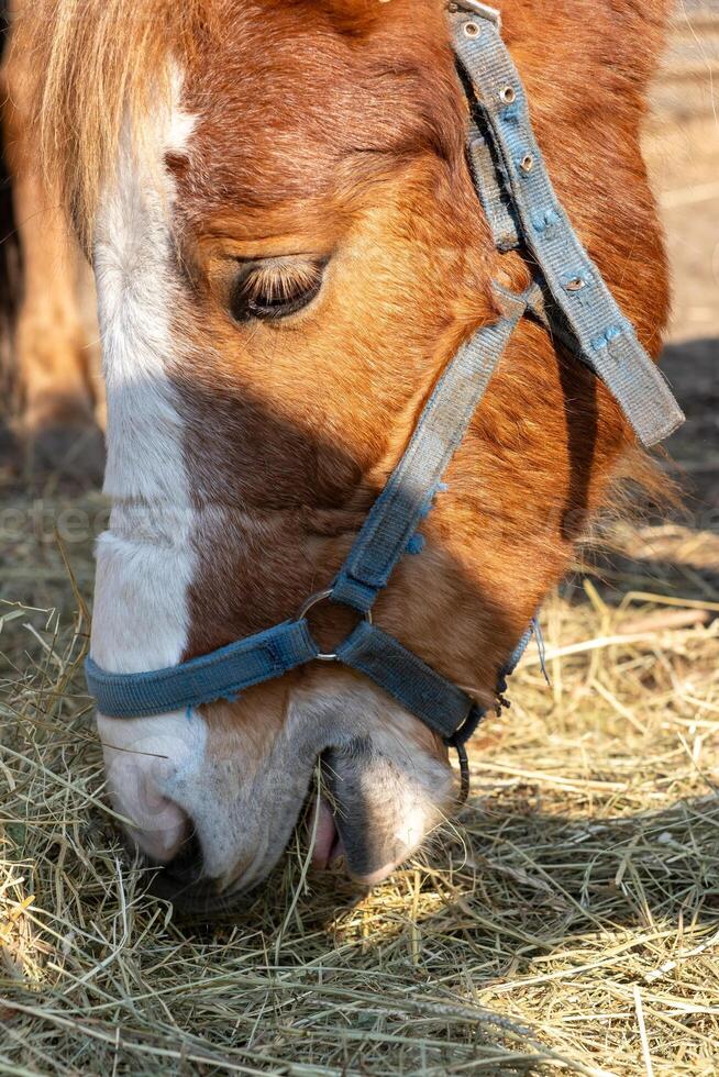 Close-up of a horse eating hay, capturing natural details and the peaceful photo