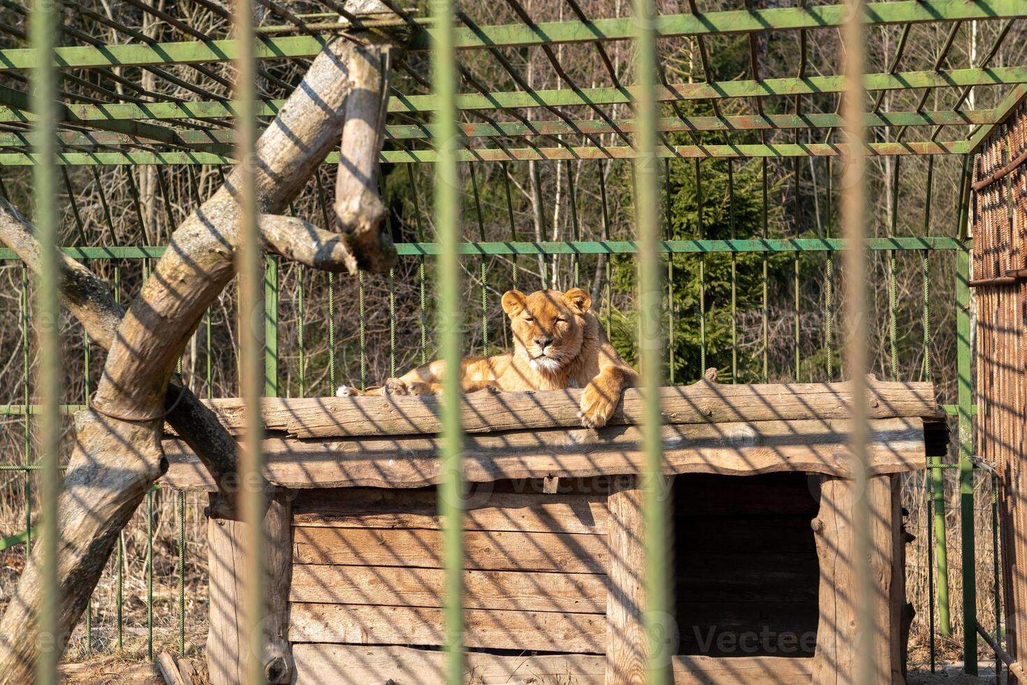 Lioness Relaxing on a Sunlit Platform at the Zoo During a Sunny Afternoon photo