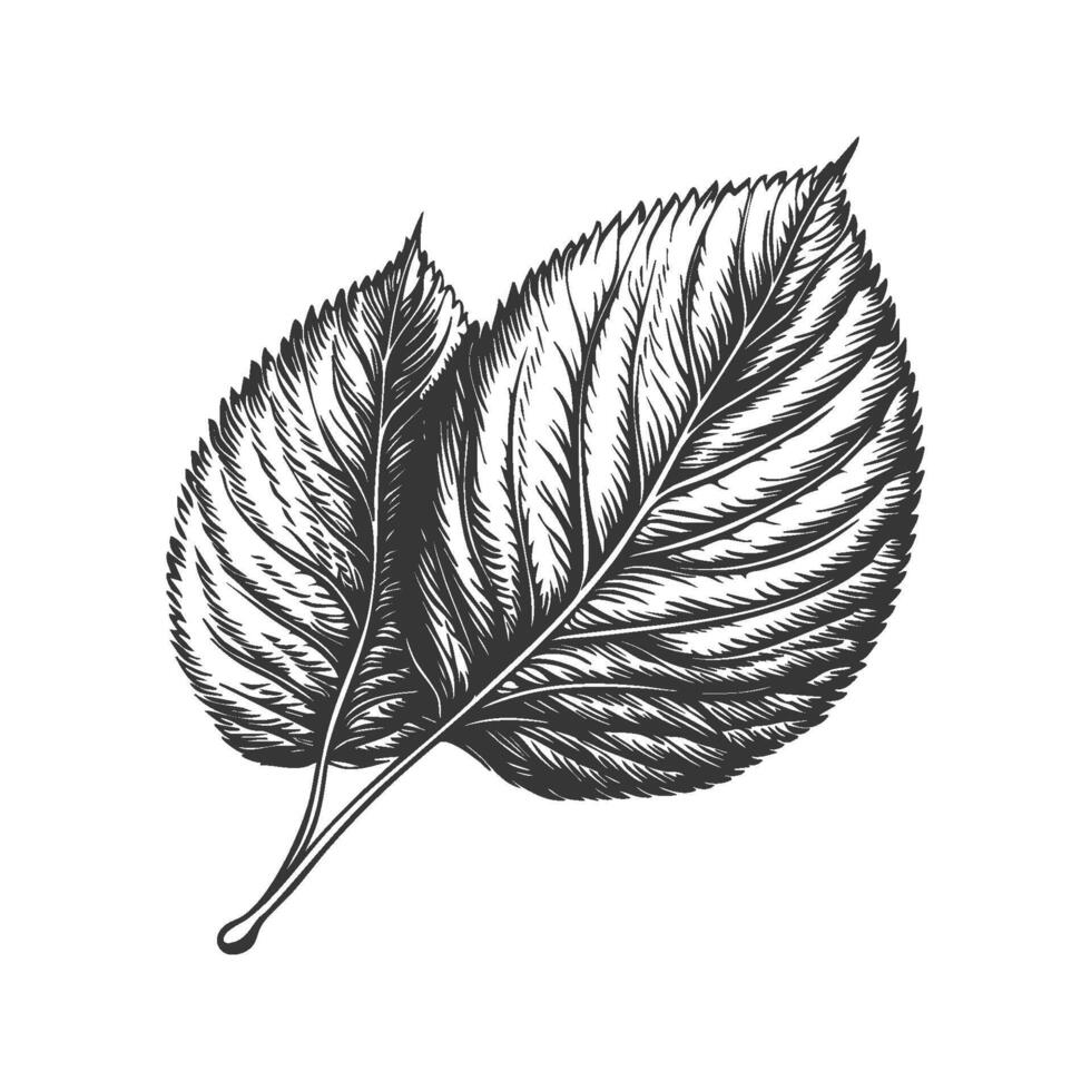 Two Detailed Leaves Black And White Silhouette Illustration. Nature'S Intricate Patterns And Botanical Artistry. Isolated Illustration vector