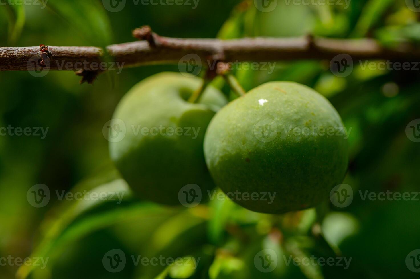 Unripe Green Plums on Tree Branch in Cypriot Garden photo
