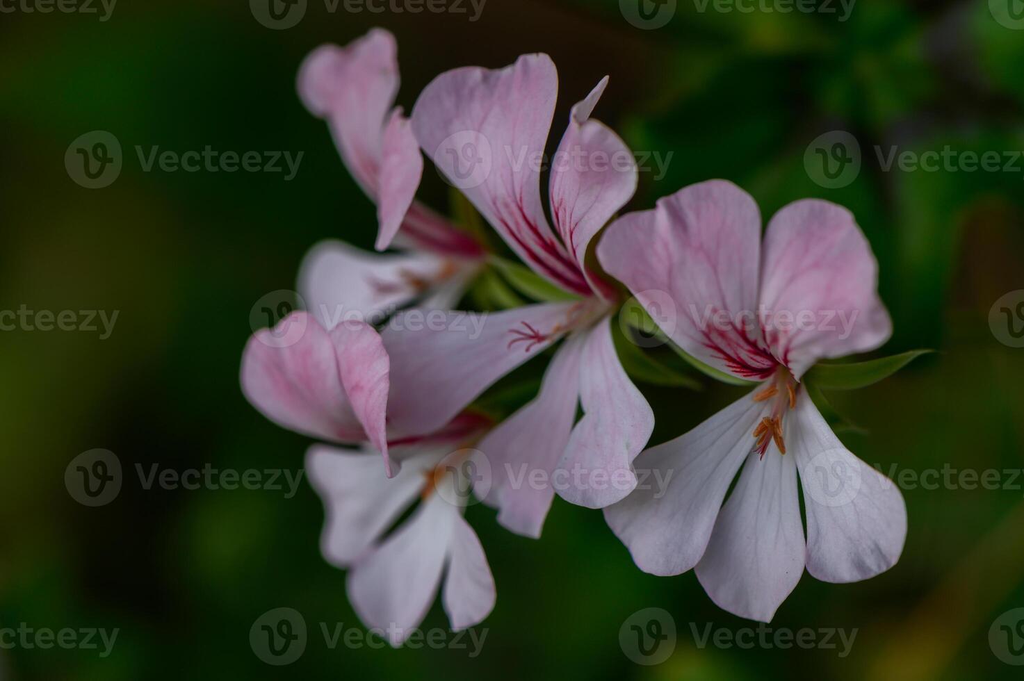 Macro close-up of vibrant pink geranium flowers. Detailed petals and vivid colors captured in soft natural light, perfect for botanical or gardening themes. photo