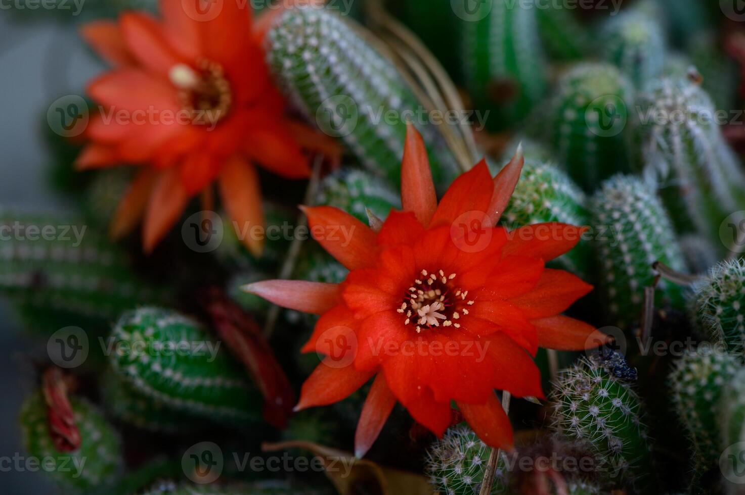 Vivid red cactus flowers in bloom against green spiky stems. Captured in natural sunlight in a Cypriot garden. photo