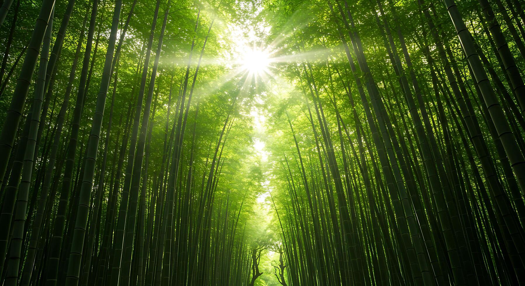 Lush Green Bamboo Forest with Sunlight Streaming Through Trees and Pathway photo