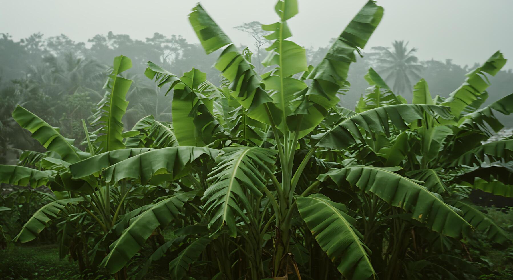 Lush Banana Trees in a Tropical Setting with Green Leaves and Forest Backdrop photo