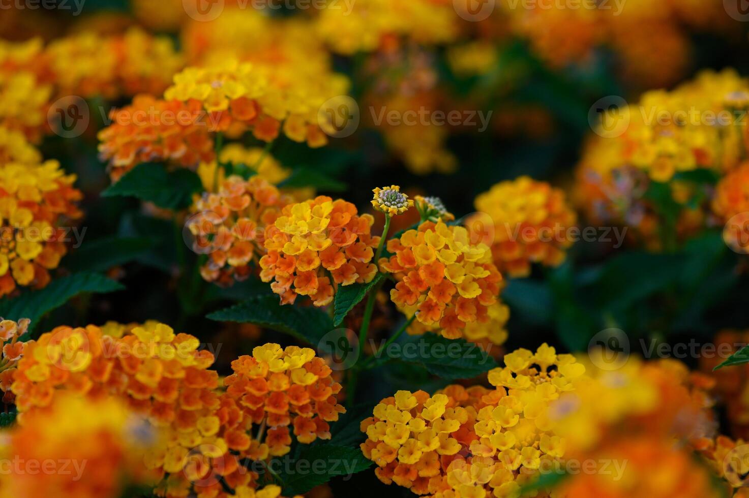 Bright yellow flowers in soft focus, creating a warm and vibrant natural background for use in design or decoration. photo