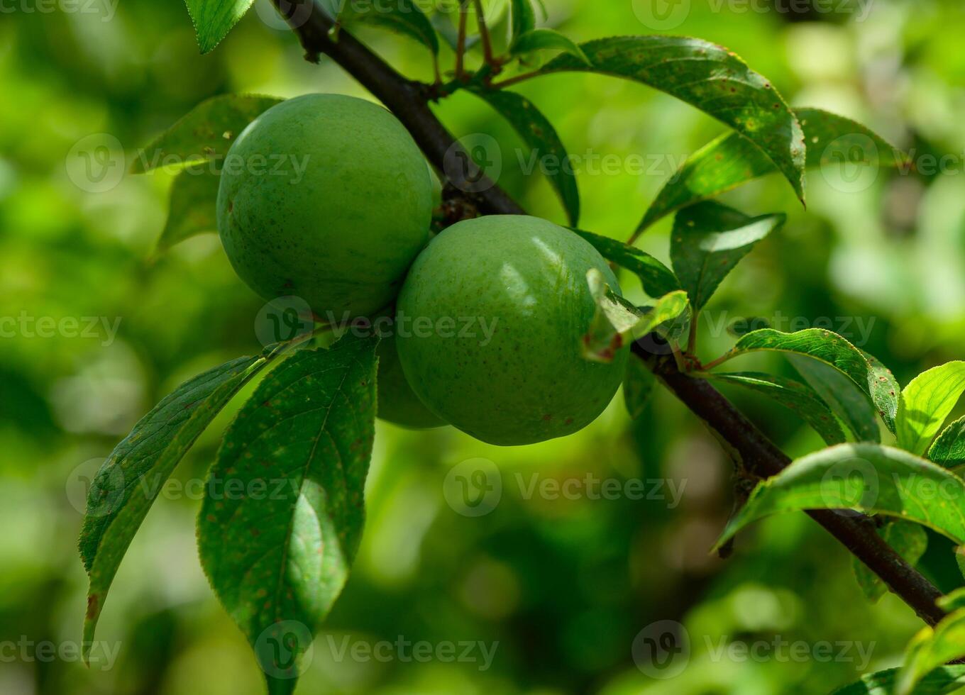 Cluster of young green plums growing on a tree in a sunny garden in Cyprus. photo