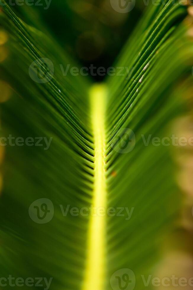 Close-Up of Tropical Palm Leaf Texture photo