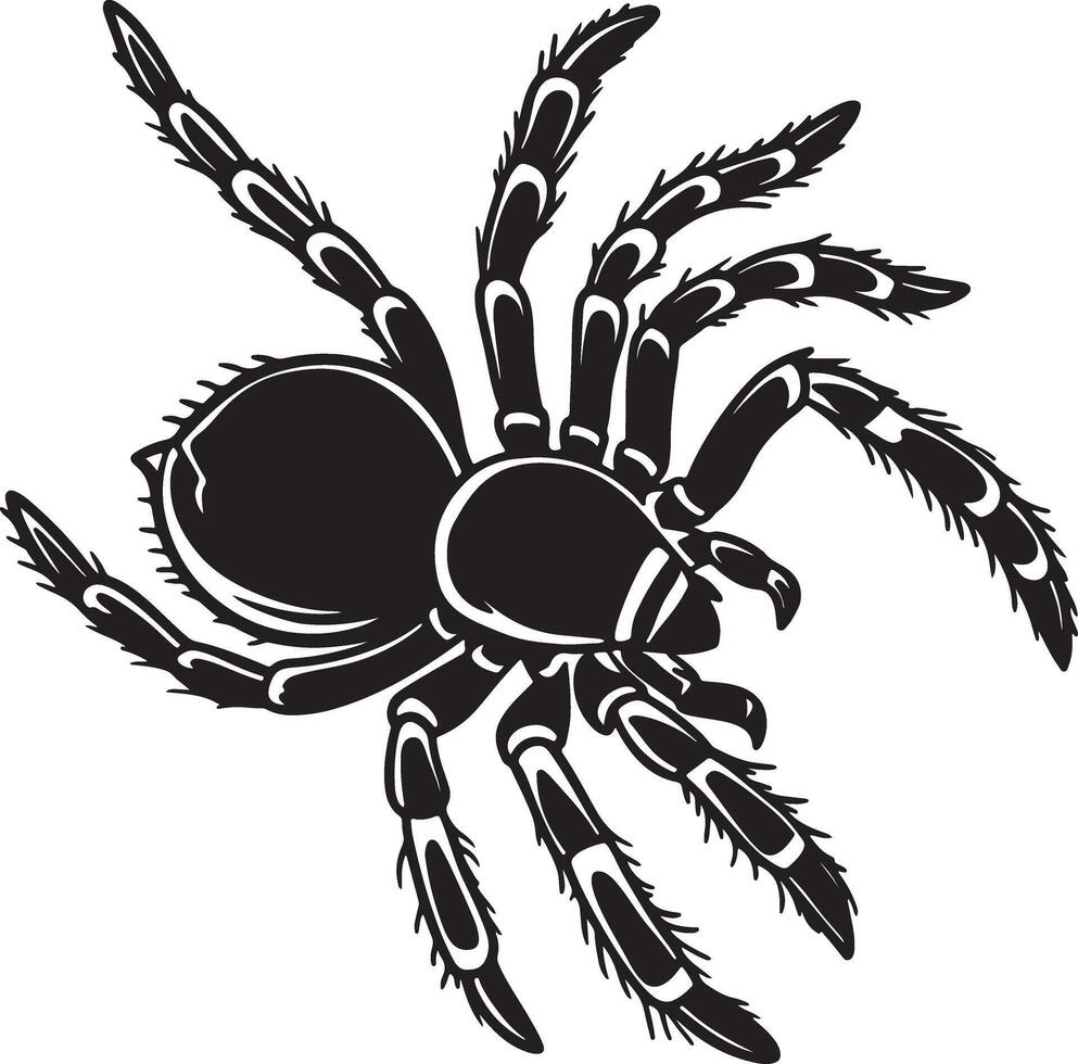 Spider silhouette in alert stance with legs raised, clean black design, strong lines and shape, no background, easy for microstock vector