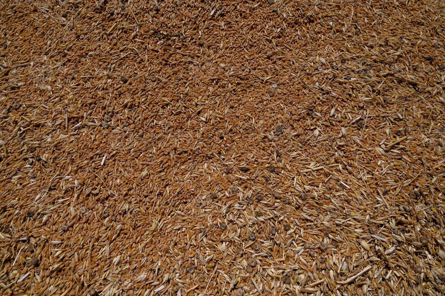 Wheat Grains Background in Pile Close-Up Texture photo