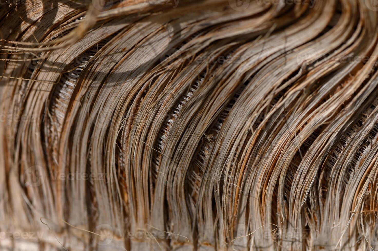 Close-Up of Palm Tree Bark in Cyprus photo