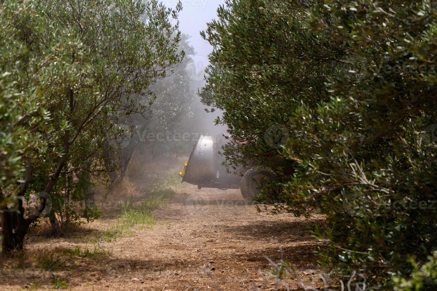 Modern farming in Cyprus a tractor sprays olive trees in a sunny orchard surrounded by Mediterranean landscape photo