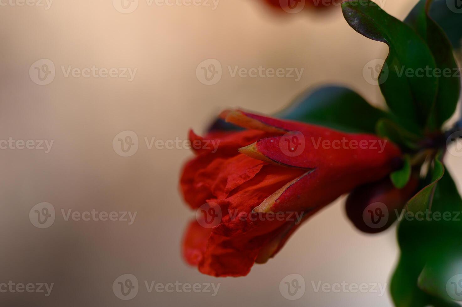Blooming Red Pomegranate Flowers in Cypriot Orchard photo