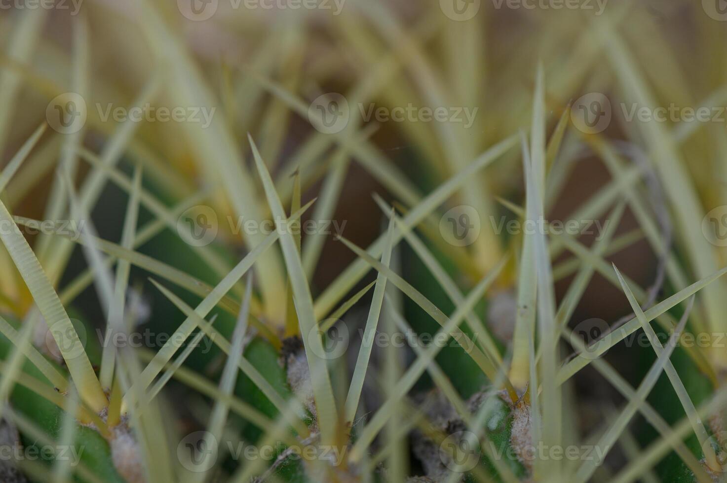 Macro Shot of Cactus Thorns on Green Surface photo