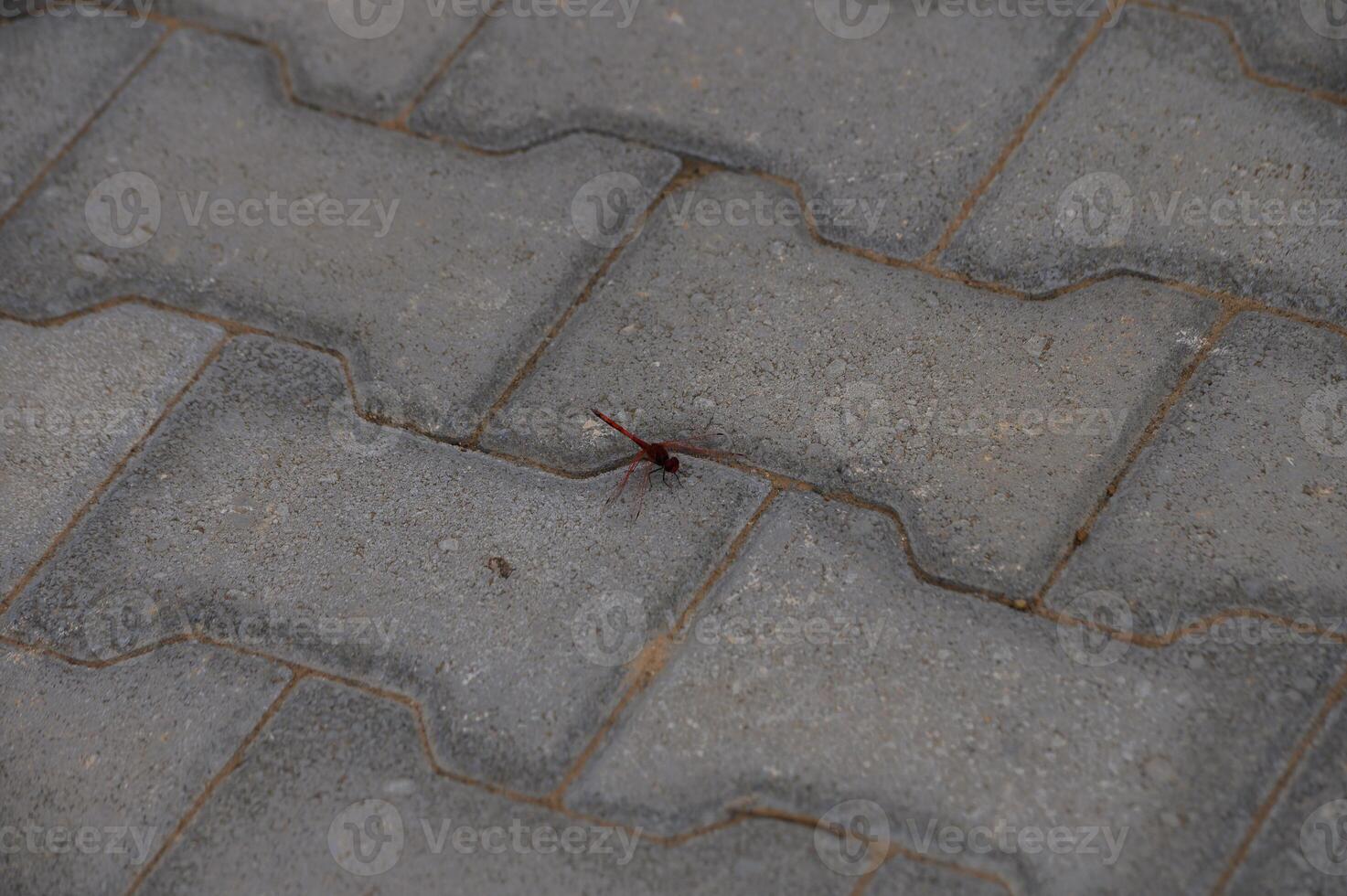 Dragonfly Resting on Pavement Tile in Cyprus photo