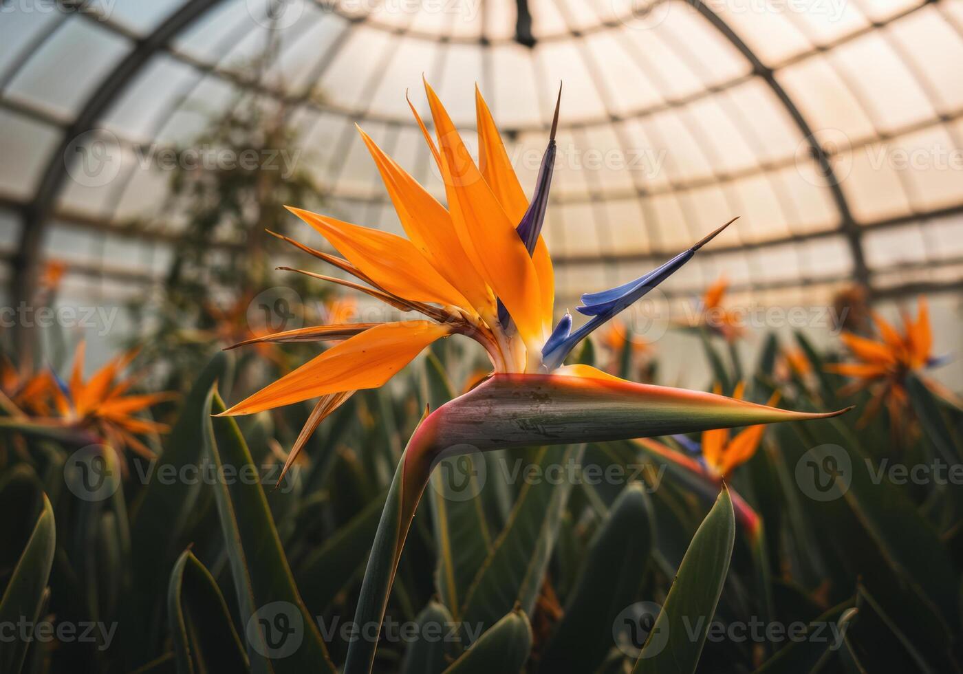 A striking bird of paradise flower showcases its brilliant colors under glass dome. photo