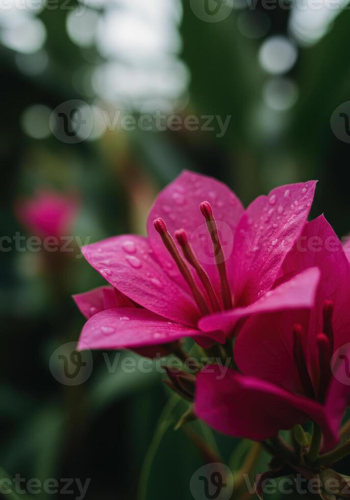 A stunning close-up shows a vibrant pink flower in full bloom with water droplets. photo