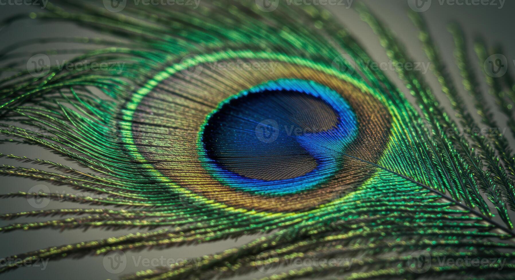 An exquisite peacock feather is showcased with its striking blue and green coloration. photo