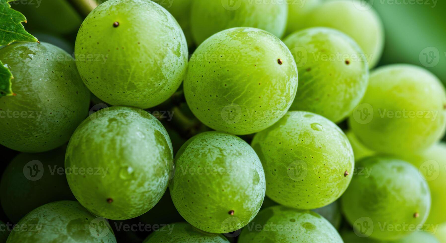 A macro shot showcases the freshness of a beautiful bunch of green grapes. photo