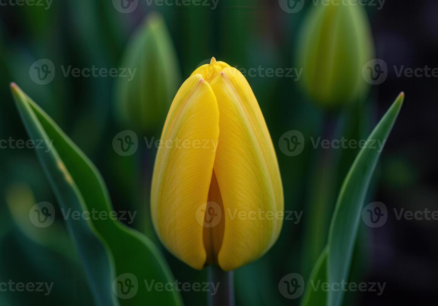 A stunning, close-up view of a vibrant, yellow tulip bud in a garden setting. photo