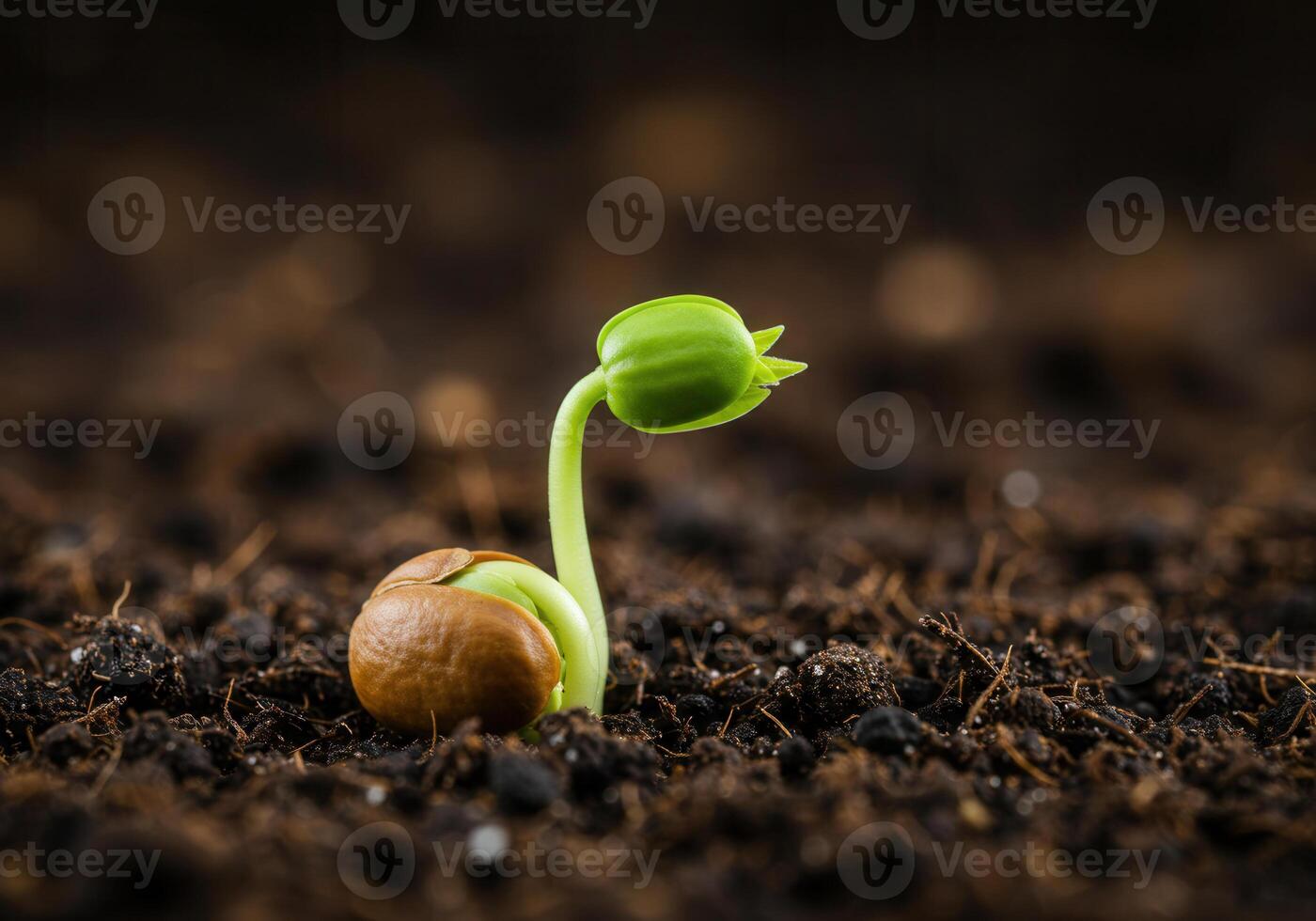 The small seedling emerges from the soil, showing signs of growth and life. photo