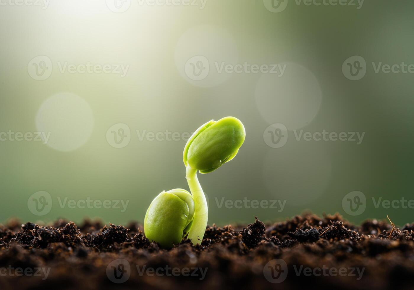 A vibrant green sprout emerges from the earth, symbolizing new beginnings and growth. photo