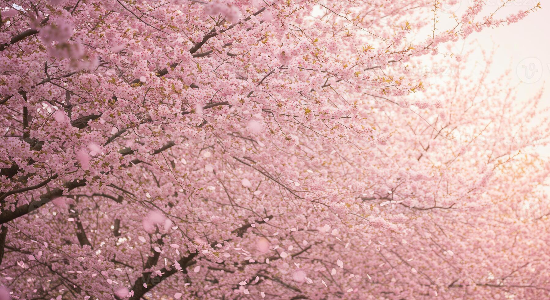 Stunning display of cherry blossom trees in full bloom, a beautiful spring scene. photo