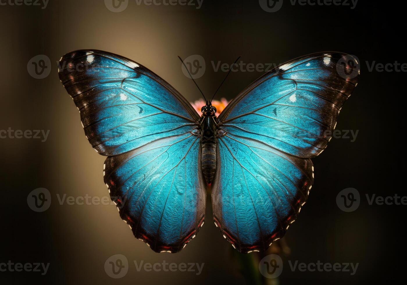A mesmerizing macro shot of a vibrant blue morpho butterfly with open wings. photo