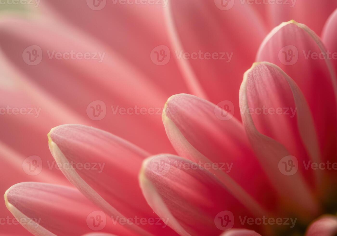 Captivating close-up of a pink gerbera daisy, showcasing its delicate petals. photo